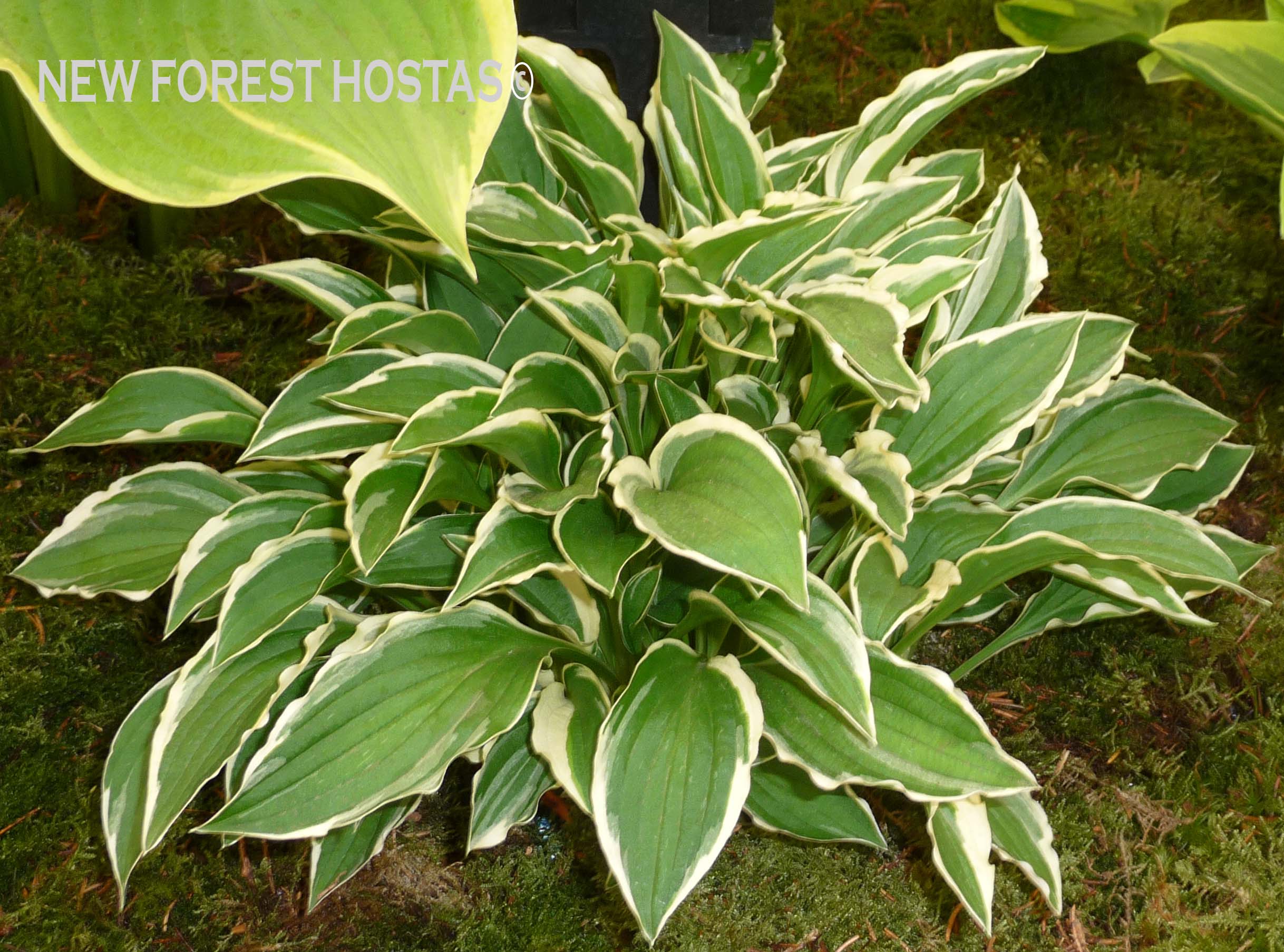 Hosta 'Lime Fizz' - New Forest Hostas & Hemerocallis