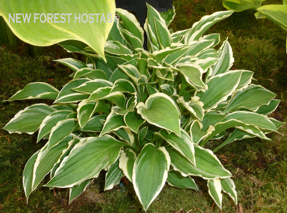 Hosta 'Lime Fizz' New Forest Hostas & Hemerocallis
