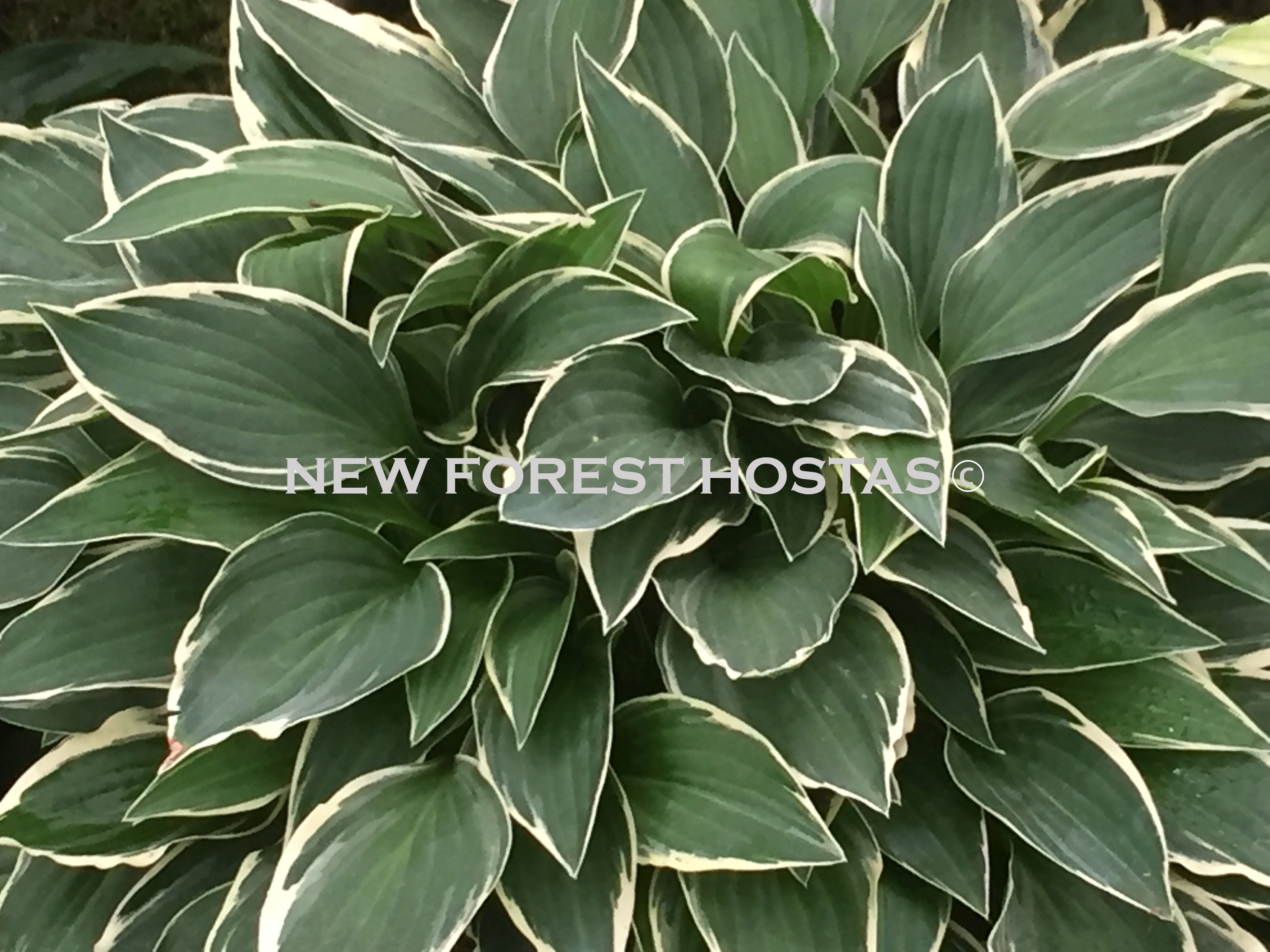 Hosta 'Lime Fizz' - New Forest Hostas & Hemerocallis