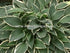 Hosta 'Lime Fizz' - New Forest Hostas & Hemerocallis