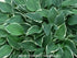 Hosta 'Lime Fizz' - New Forest Hostas & Hemerocallis