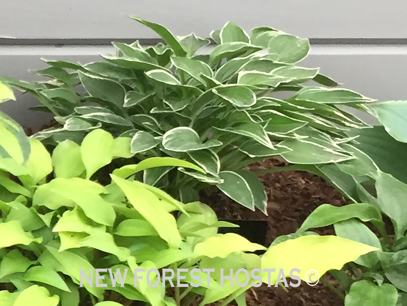 Hosta 'Lime Fizz' - New Forest Hostas & Hemerocallis