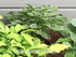 Hosta 'Lime Fizz' - New Forest Hostas & Hemerocallis