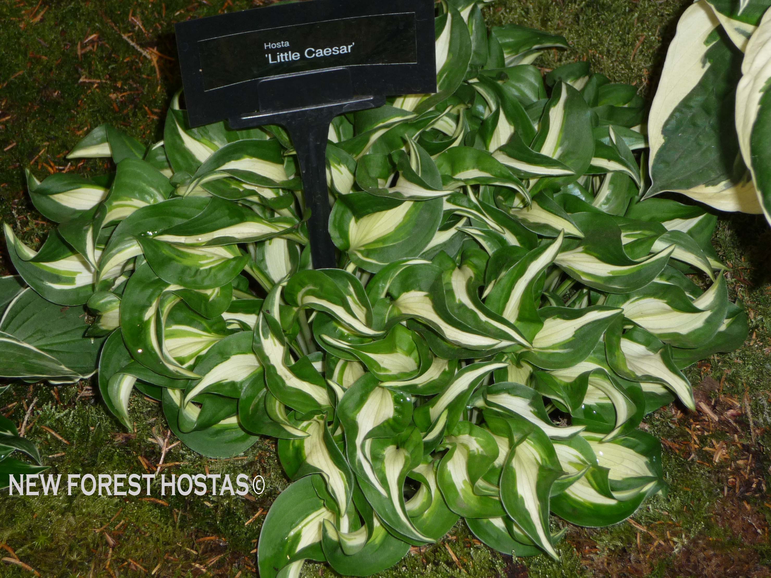 Hosta 'Little Caesar' - New Forest Hostas & Hemerocallis