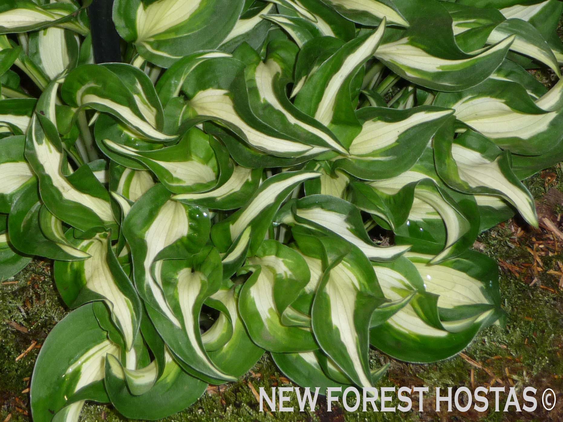 Hosta 'Little Caesar' - New Forest Hostas & Hemerocallis