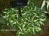 Hosta 'Little Caesar' - New Forest Hostas & Hemerocallis