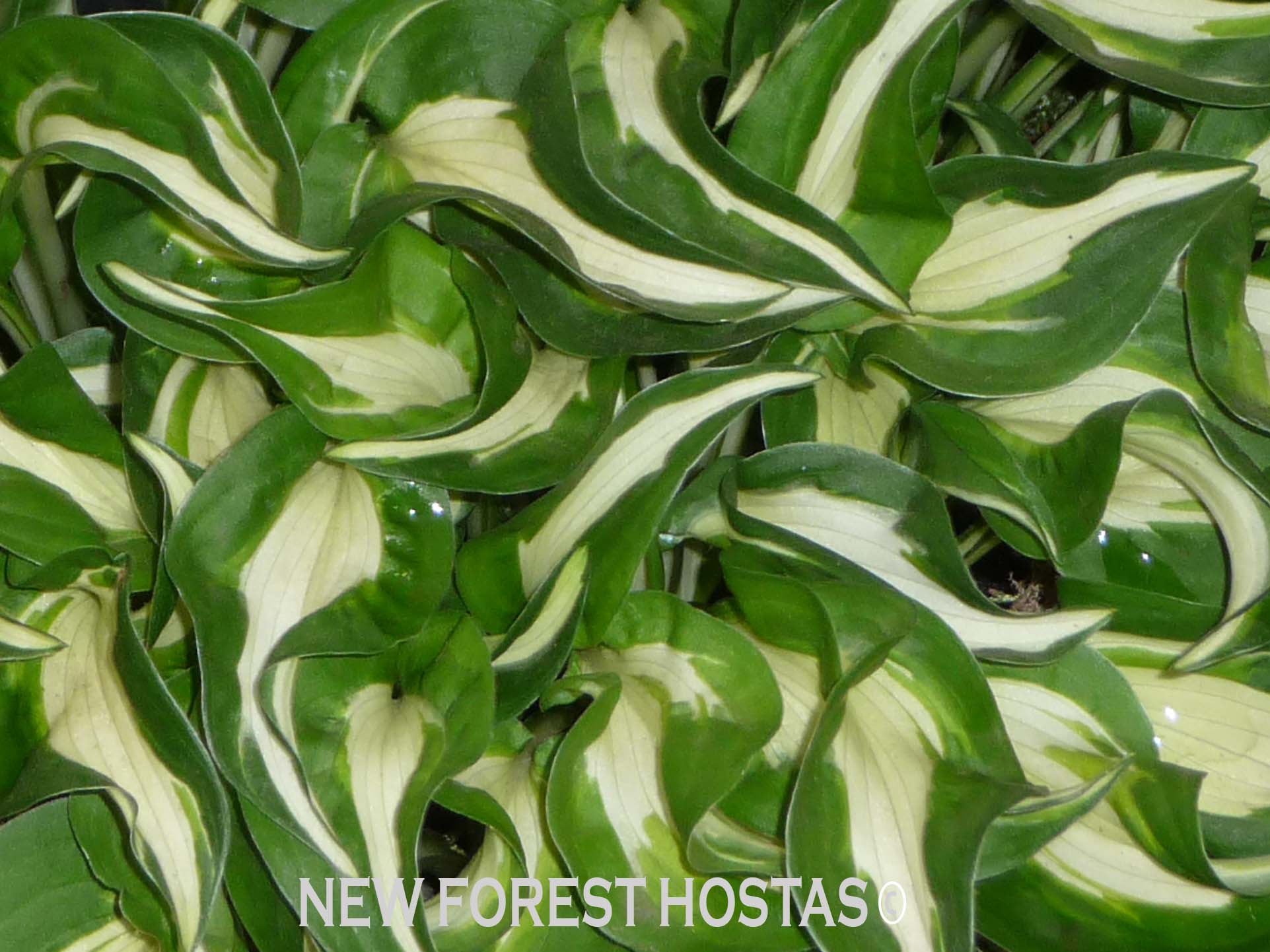 Hosta 'Little Caesar' - New Forest Hostas & Hemerocallis