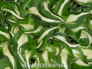 Hosta 'Little Caesar' - New Forest Hostas & Hemerocallis