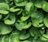 Hosta 'Little Hobber' - New Forest Hostas & Hemerocallis