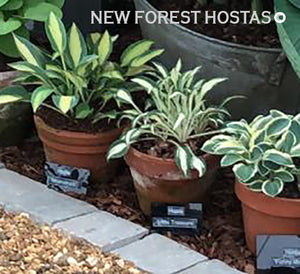 Hosta 'Little Treasure' - New Forest Hostas & Hemerocallis