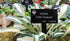 Hosta 'Little Treasure' - New Forest Hostas & Hemerocallis