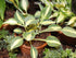 Hosta 'Little Treasure' - New Forest Hostas & Hemerocallis