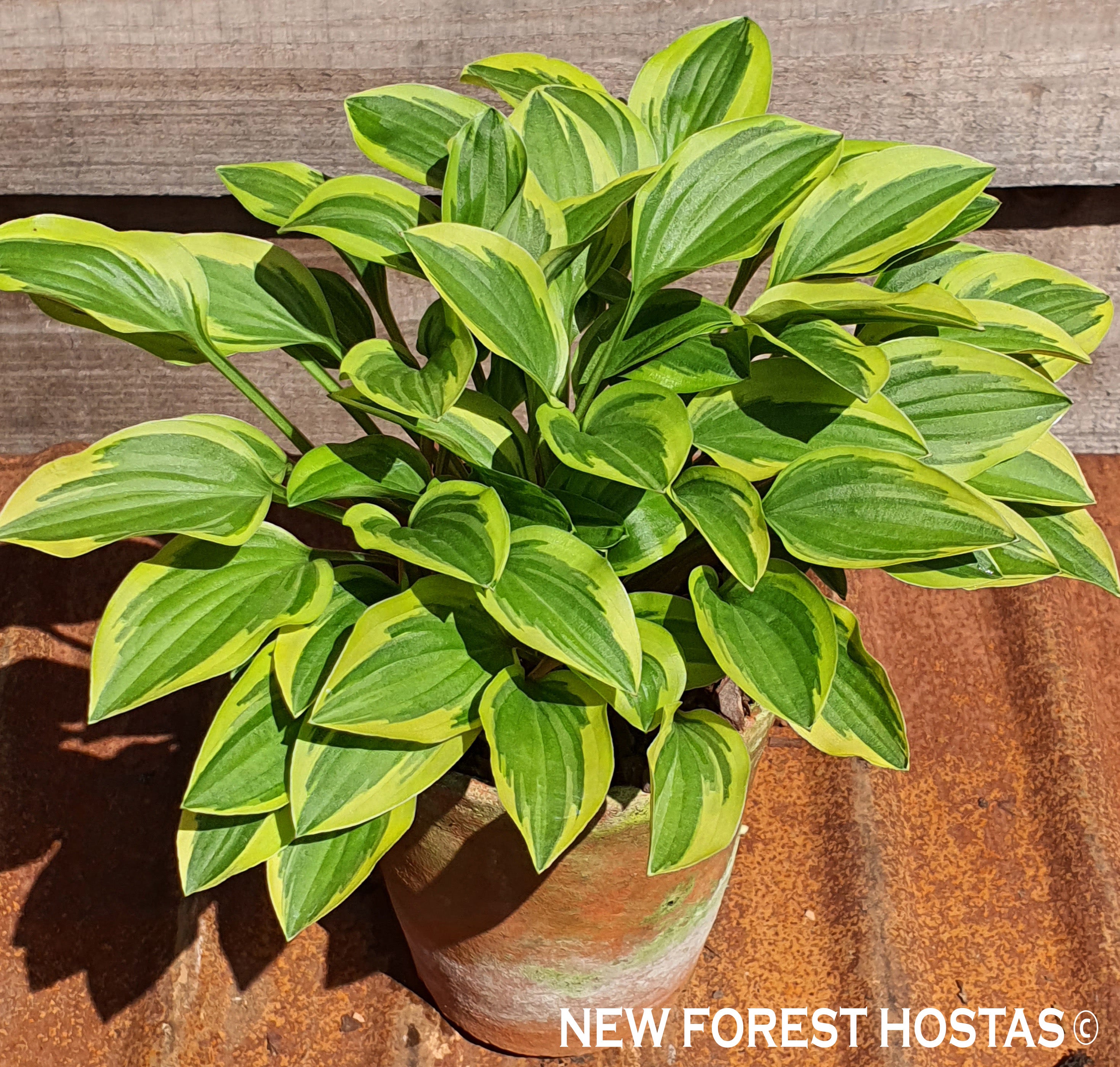 Hosta 'Little Wonder' - New Forest Hostas & Hemerocallis