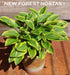 Hosta 'Little Wonder' - New Forest Hostas & Hemerocallis