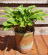 Hosta 'Little Wonder' - New Forest Hostas & Hemerocallis