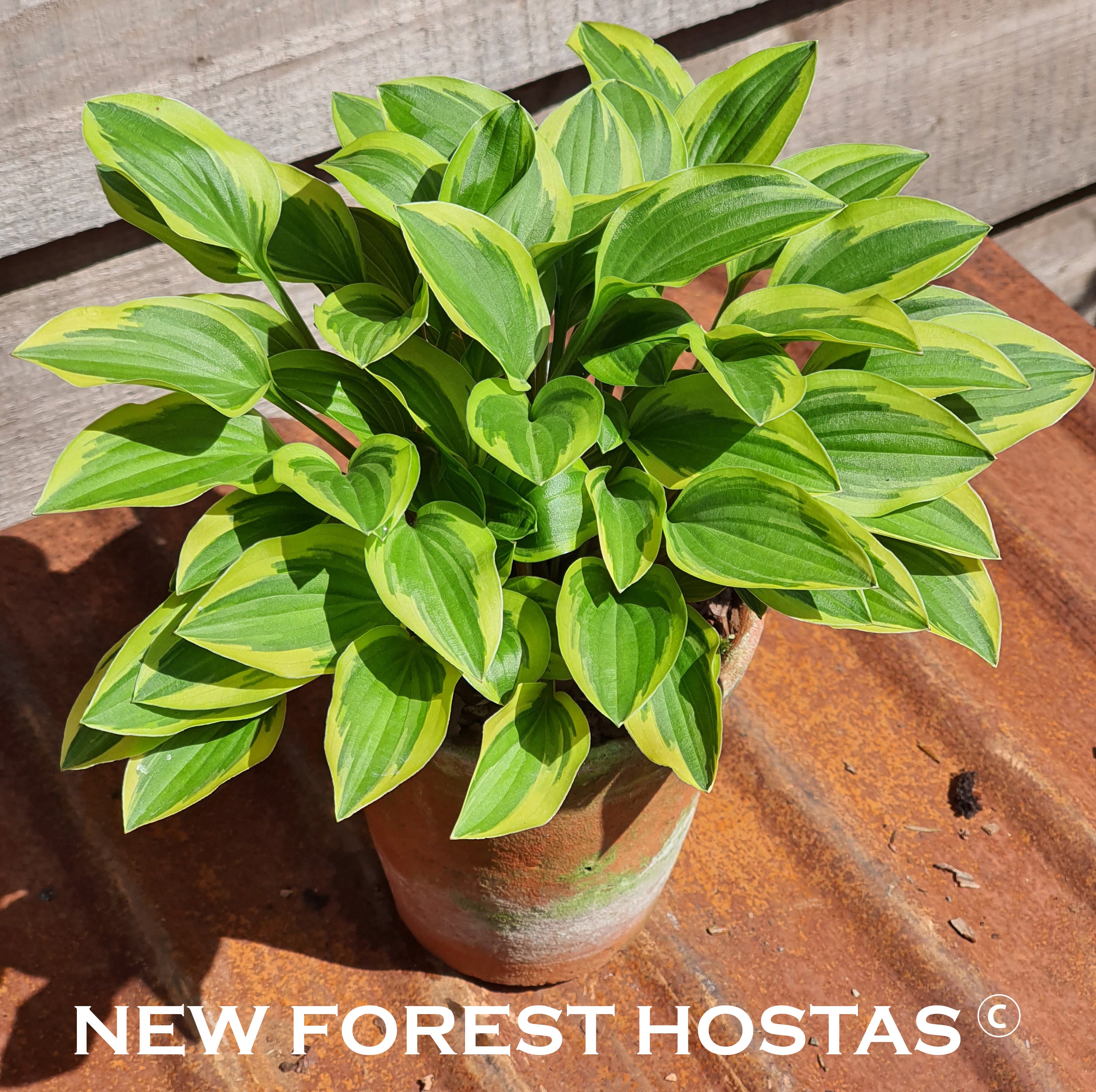 Hosta 'Little Wonder' - New Forest Hostas & Hemerocallis