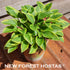 Hosta 'Little Wonder' - New Forest Hostas & Hemerocallis