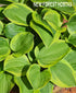 Hosta 'Little Wonder' - New Forest Hostas & Hemerocallis