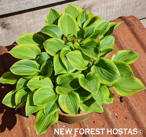 Hosta 'Little Wonder' - New Forest Hostas & Hemerocallis