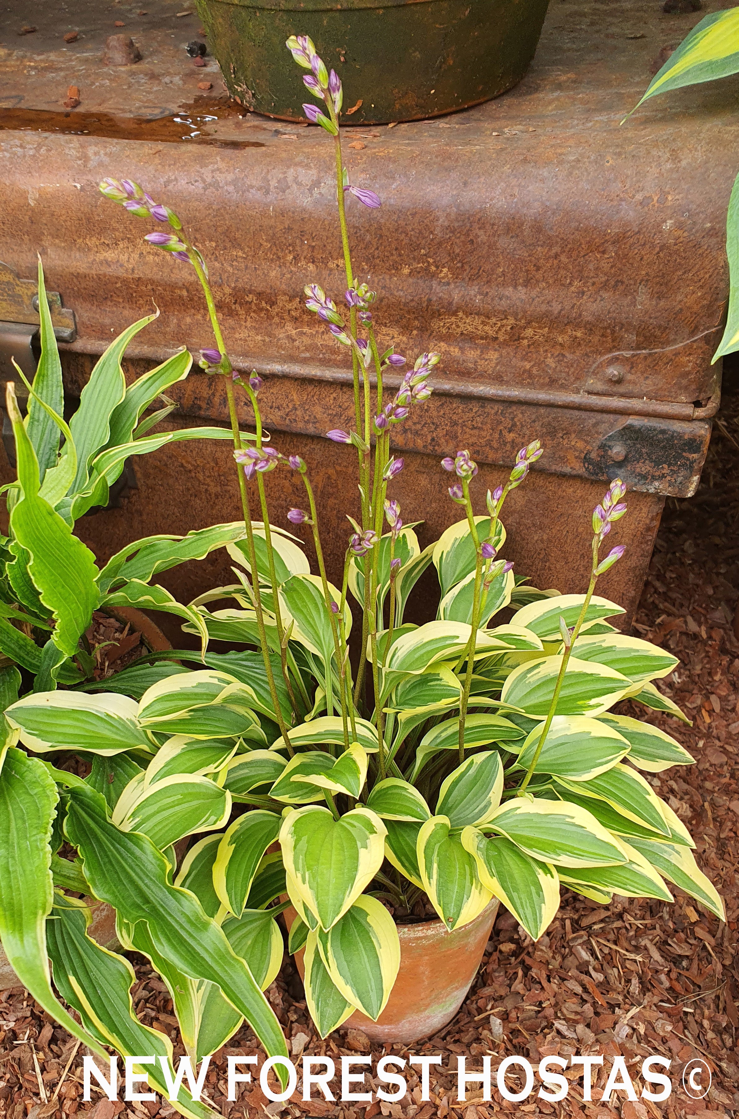 Hosta 'Little Wonder' - New Forest Hostas & Hemerocallis