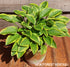 Hosta 'Little Wonder' - New Forest Hostas & Hemerocallis