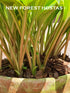 Hosta 'Little Wonder' - New Forest Hostas & Hemerocallis