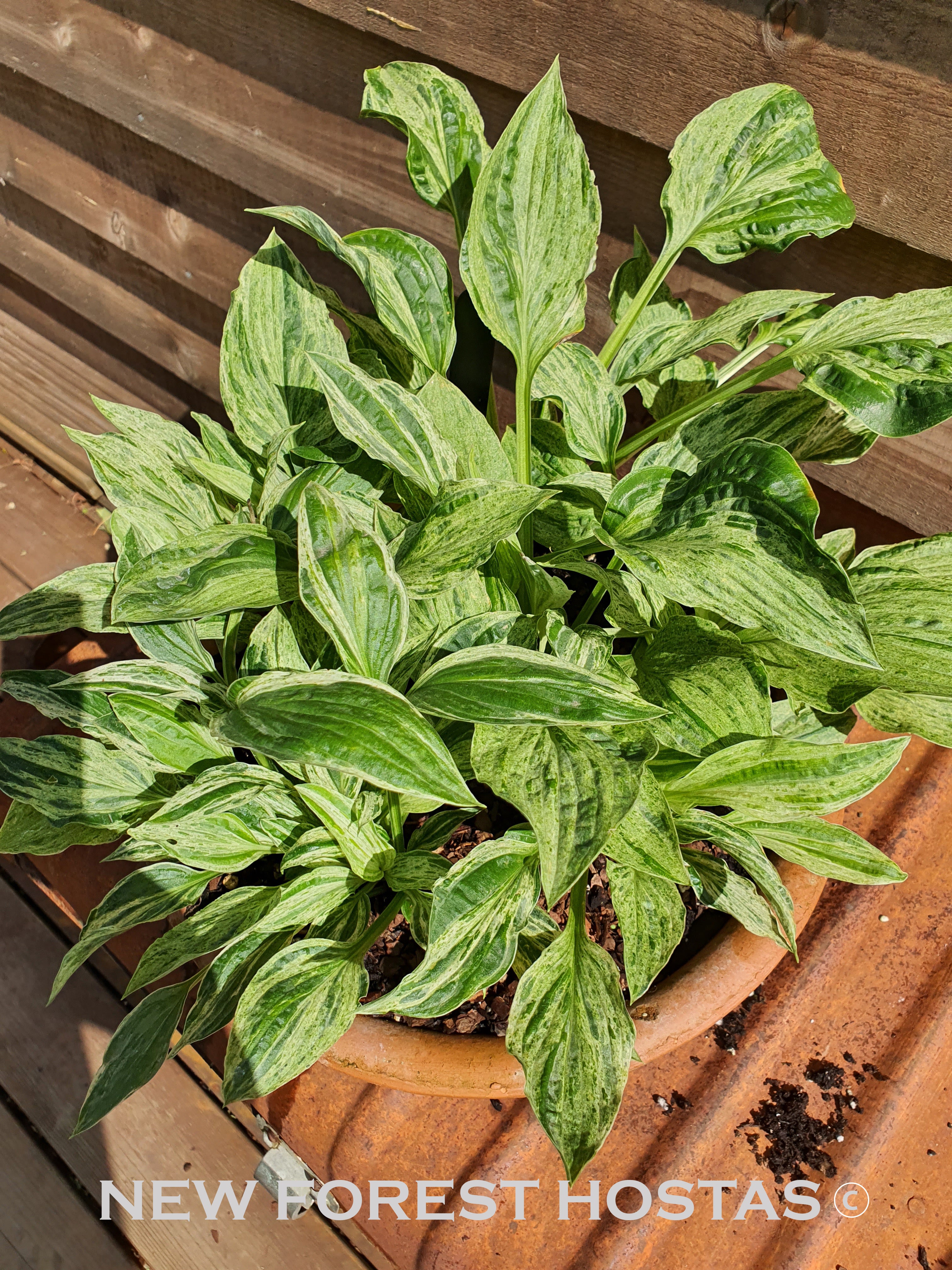 Hosta 'London Fog' - New Forest Hostas & Hemerocallis