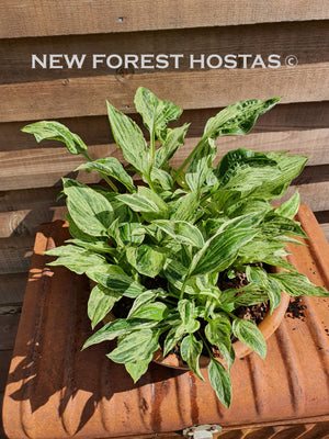 Hosta 'London Fog' - New Forest Hostas & Hemerocallis