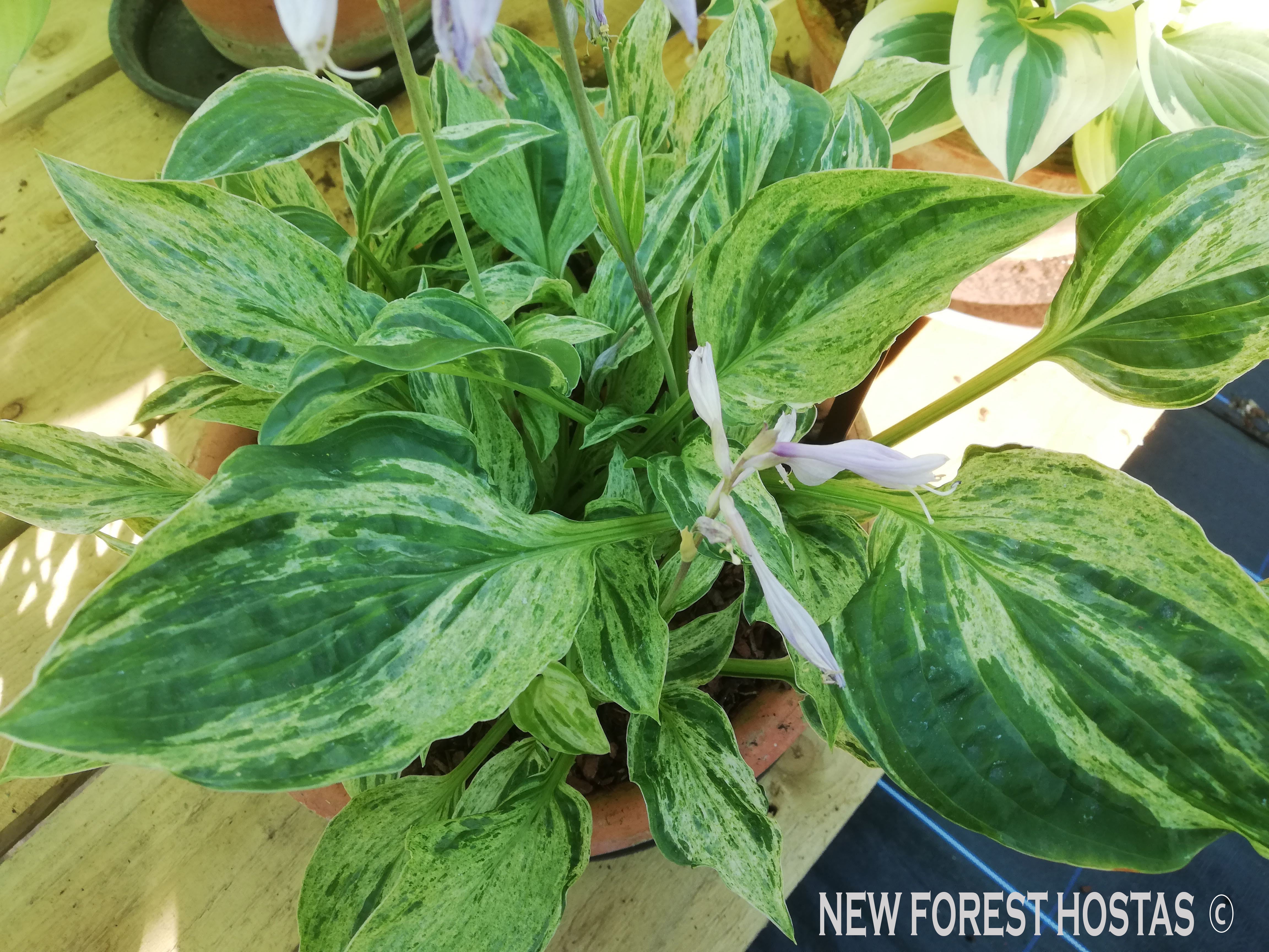 Hosta 'London Fog' - New Forest Hostas & Hemerocallis