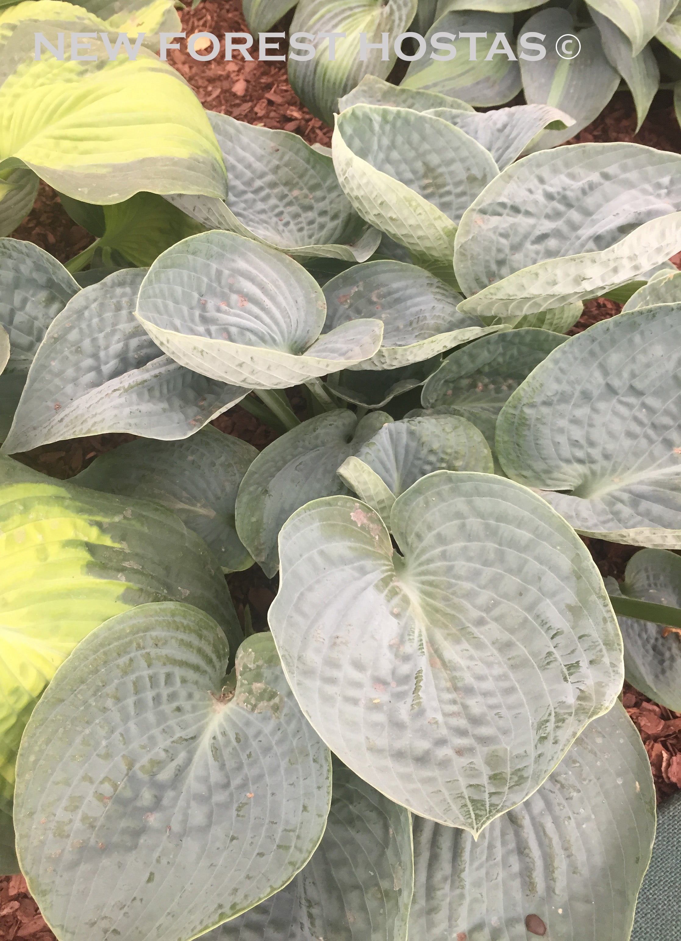 Hosta 'Love Pat' - New Forest Hostas & Hemerocallis