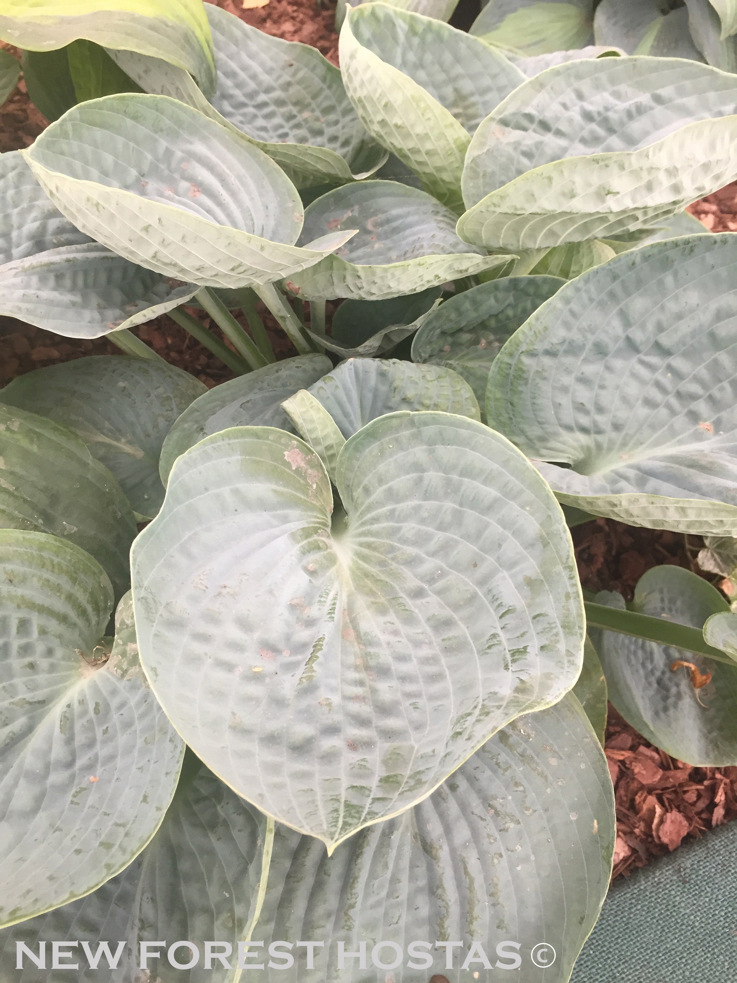 Hosta 'Love Pat' - New Forest Hostas & Hemerocallis