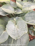 Hosta 'Love Pat' - New Forest Hostas & Hemerocallis