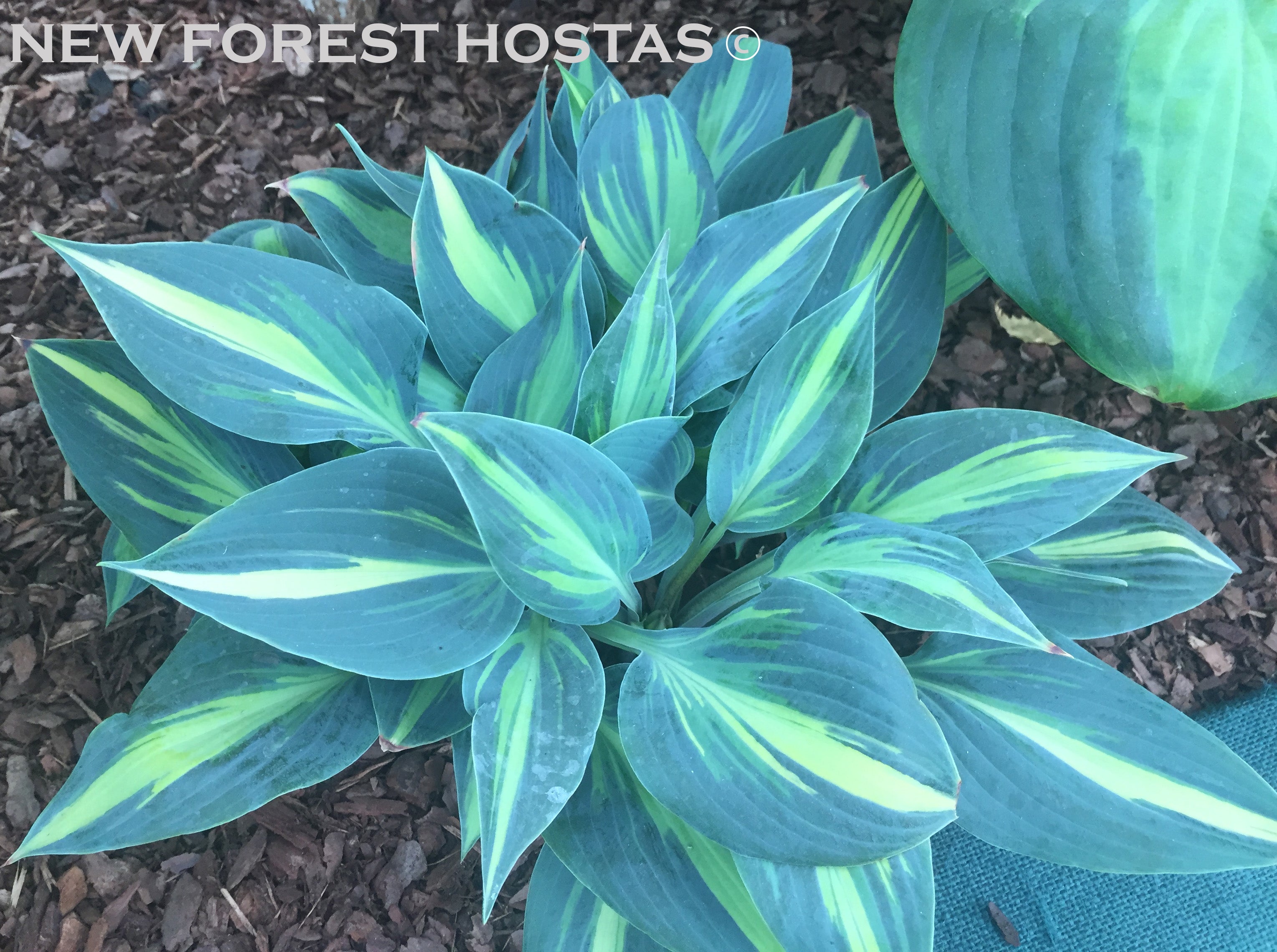 Hosta 'Magic Island' - New Forest Hostas & Hemerocallis