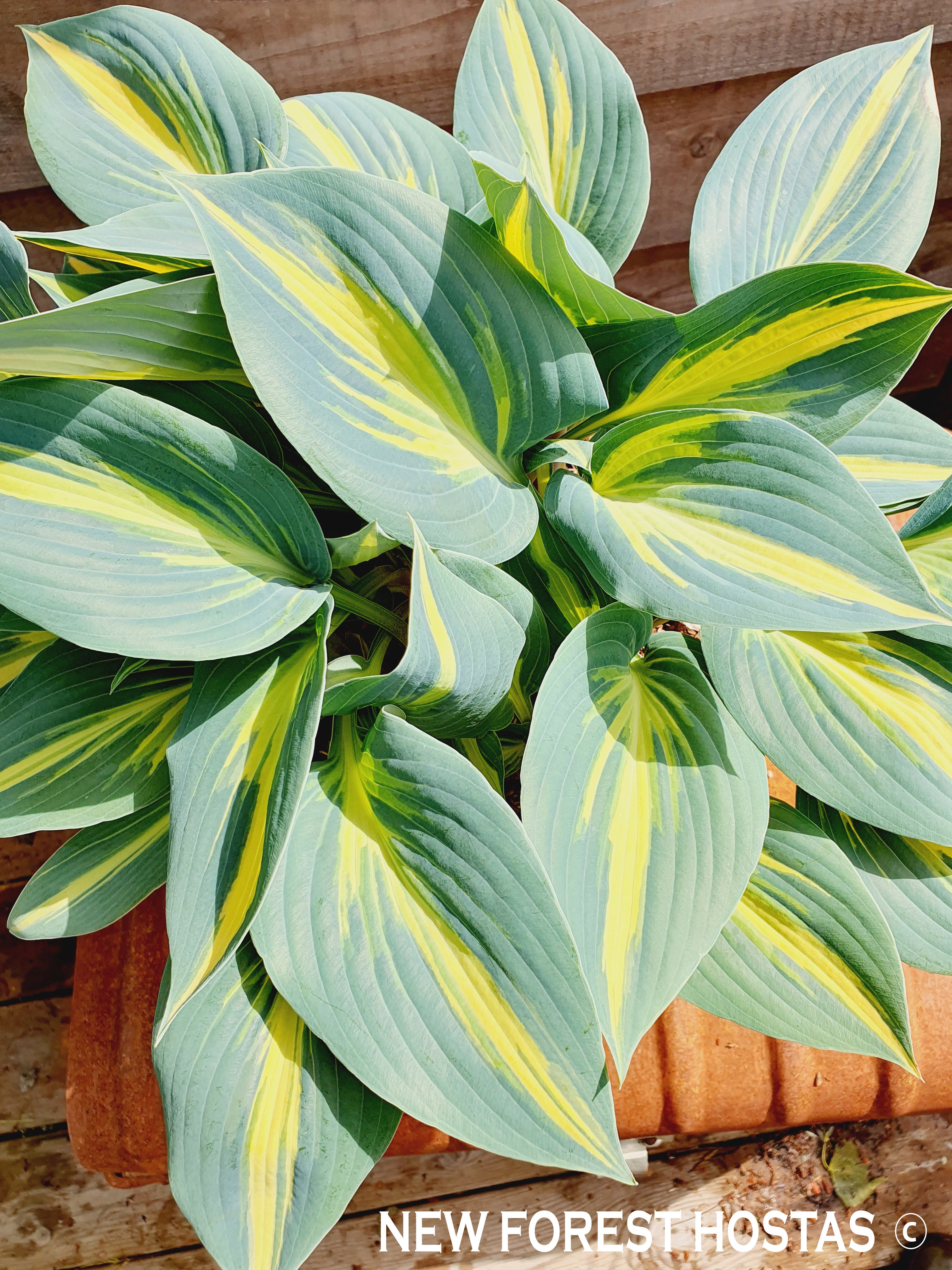 Hosta 'Magic Island' - New Forest Hostas & Hemerocallis