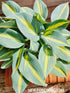 Hosta 'Magic Island' - New Forest Hostas & Hemerocallis