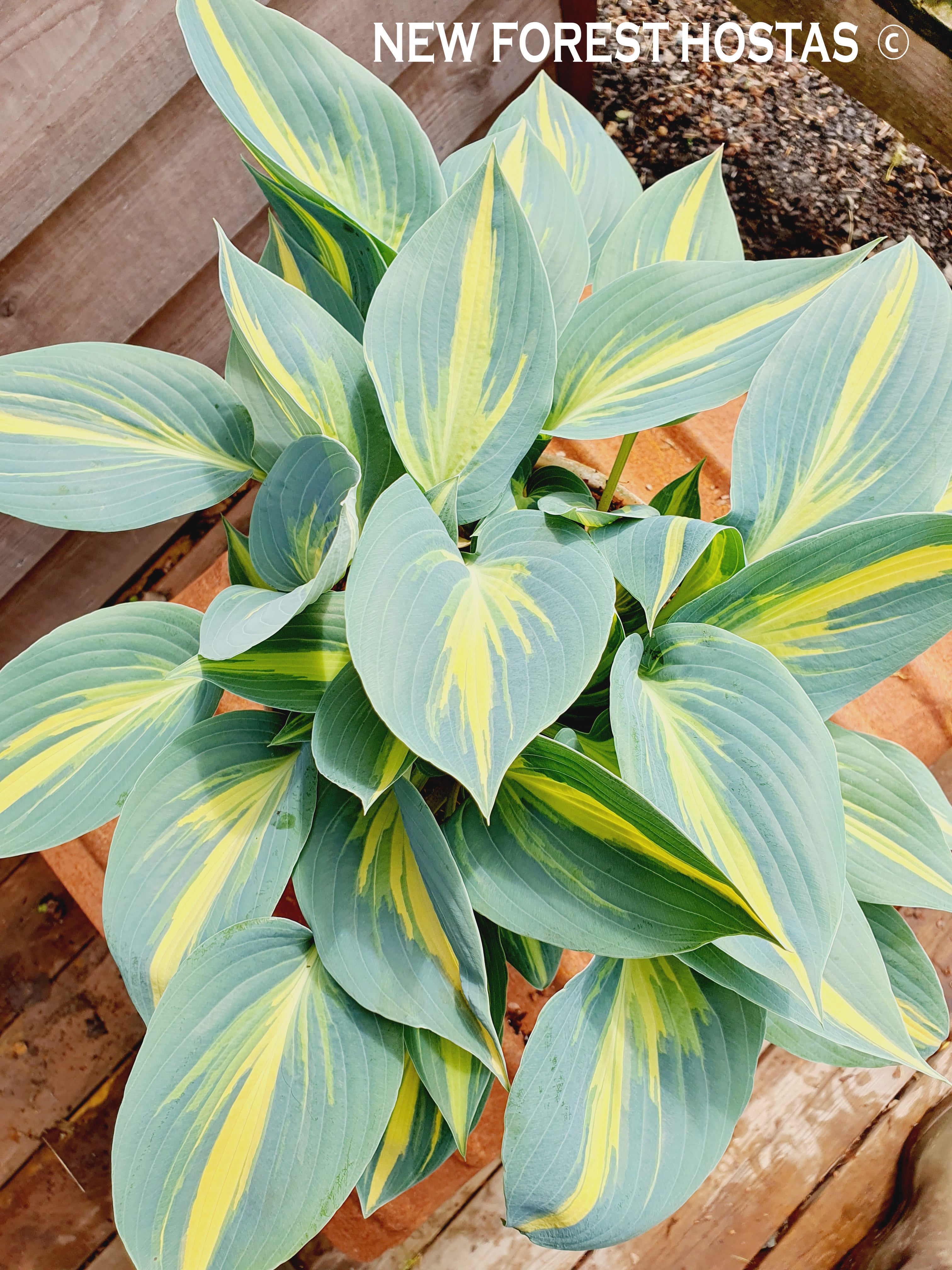 Hosta 'Magic Island' - New Forest Hostas & Hemerocallis