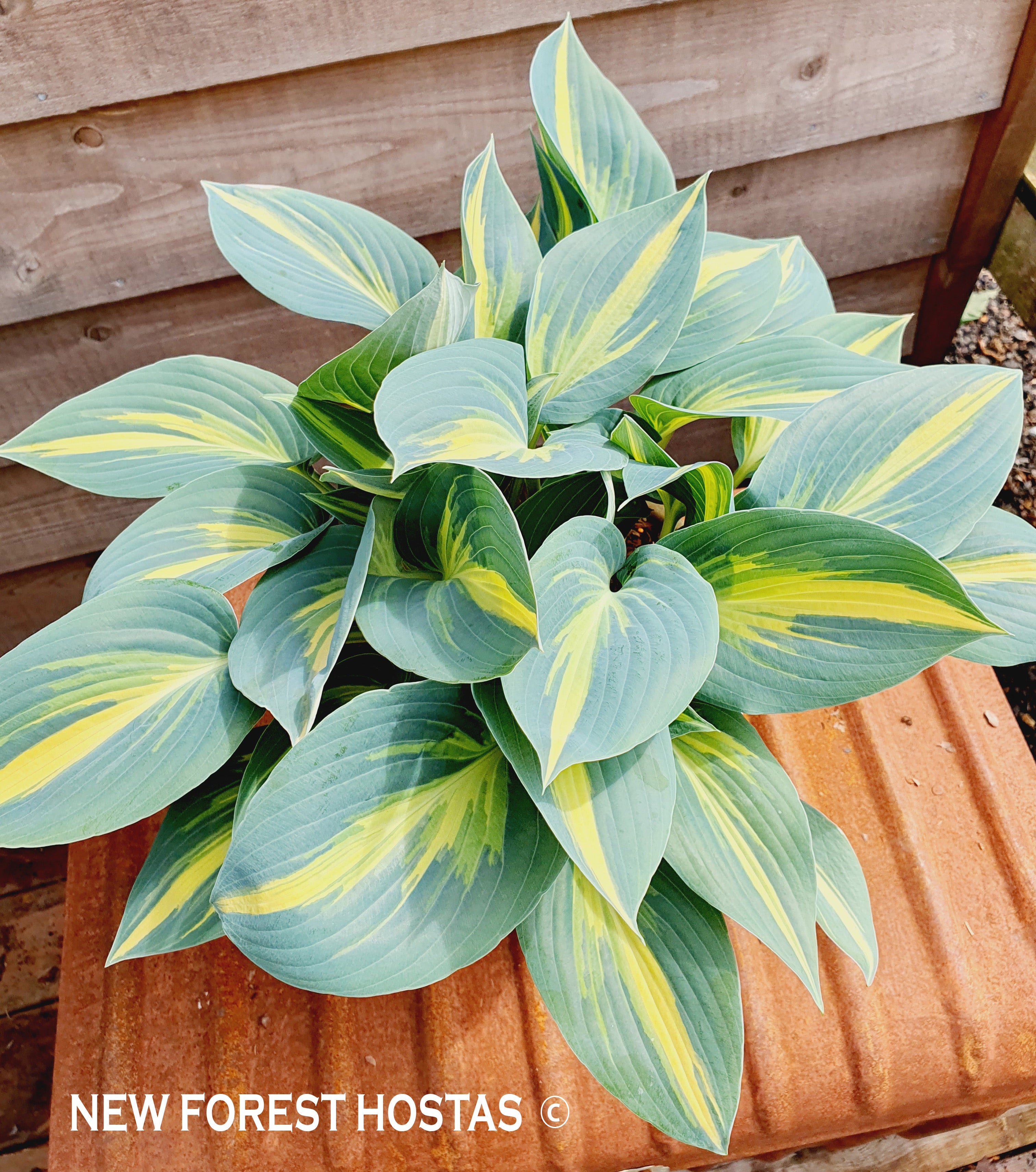 Hosta 'Magic Island' - New Forest Hostas & Hemerocallis