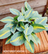 Hosta 'Magic Island' - New Forest Hostas & Hemerocallis