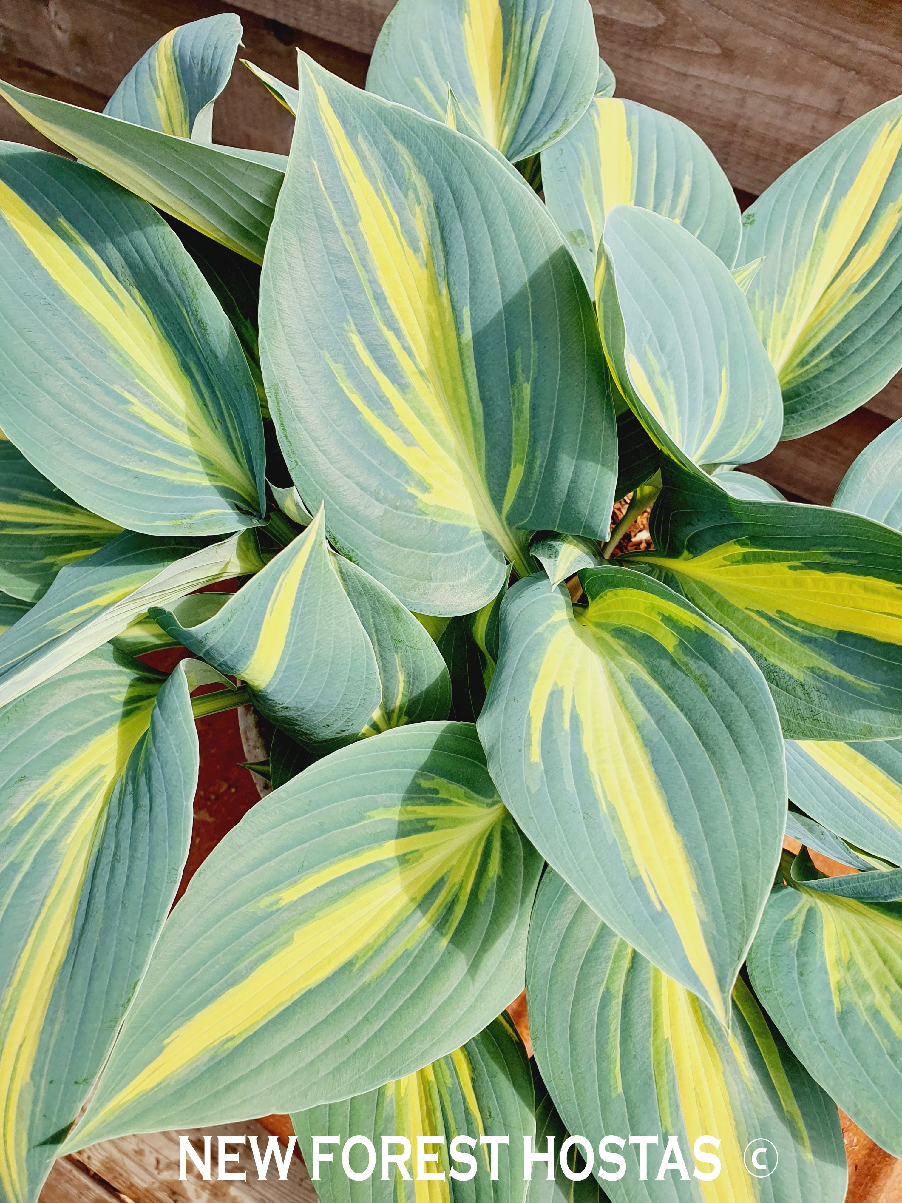 Hosta 'Magic Island' - New Forest Hostas & Hemerocallis