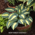 Hosta 'Magic Island' - New Forest Hostas & Hemerocallis