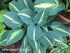 Hosta 'Magic Island' - New Forest Hostas & Hemerocallis