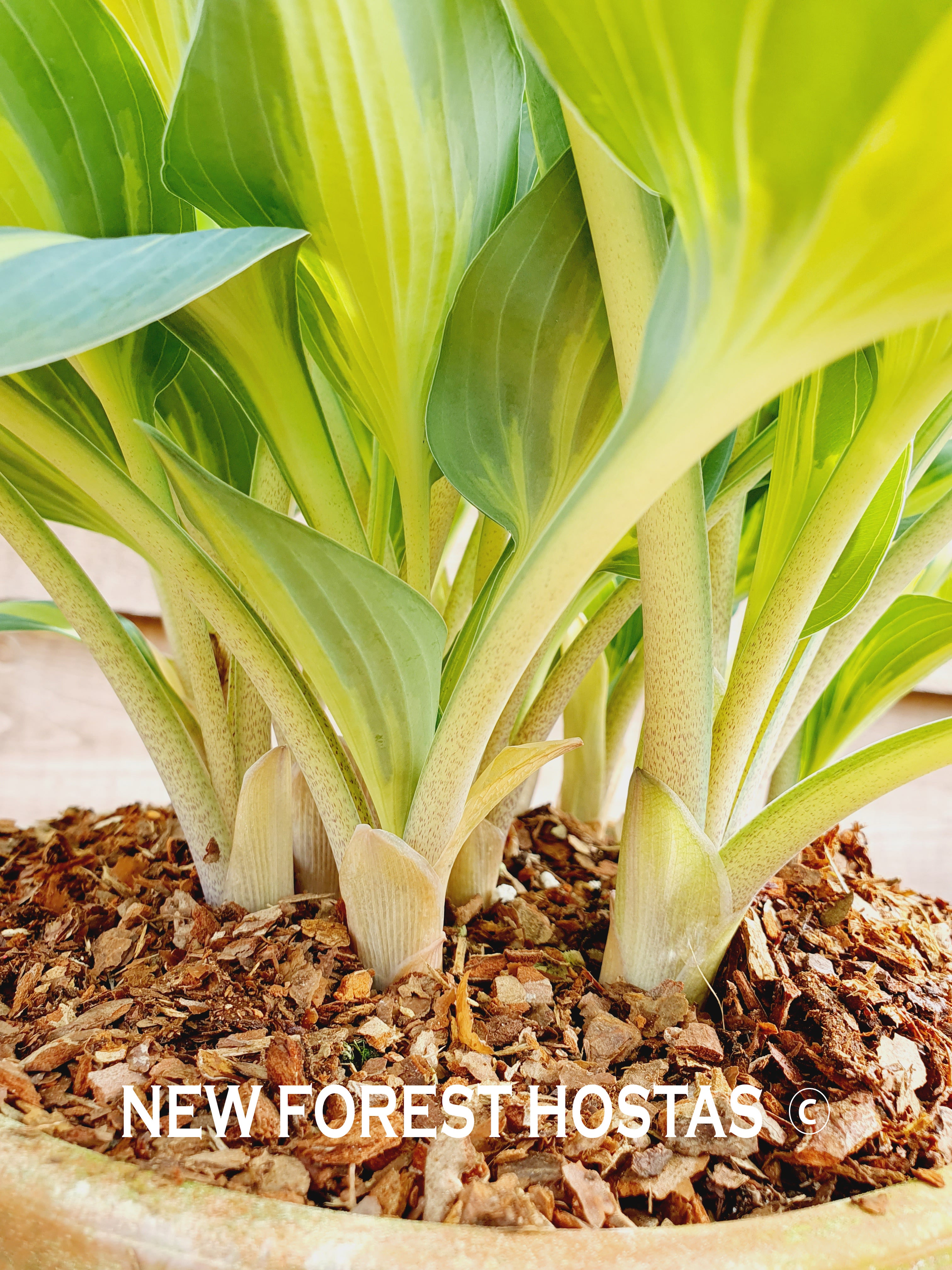 Hosta 'Magic Island' - New Forest Hostas & Hemerocallis