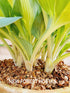 Hosta 'Magic Island' - New Forest Hostas & Hemerocallis