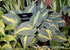Hosta 'Magic Island' - New Forest Hostas & Hemerocallis