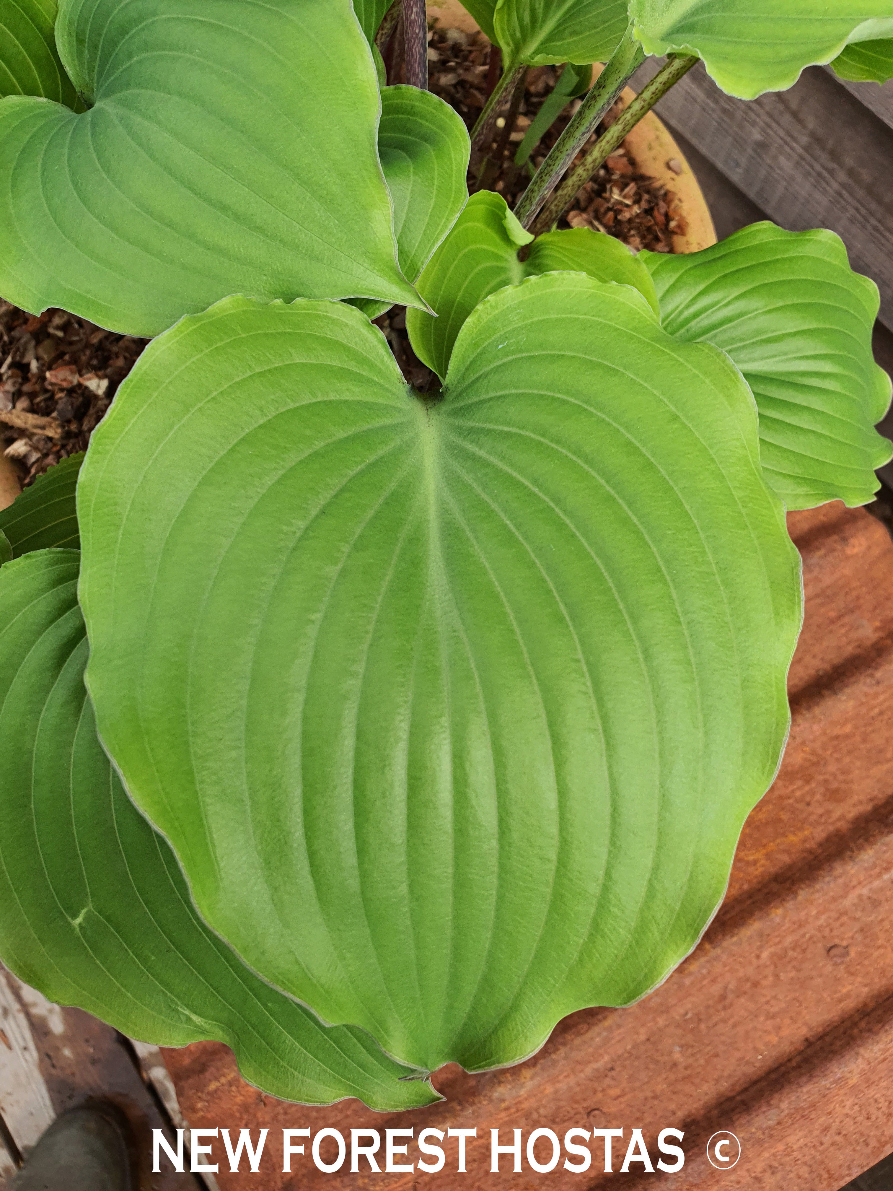 Hosta 'Marilyn Monroe' - New Forest Hostas & Hemerocallis