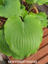 Hosta 'Marilyn Monroe' - New Forest Hostas & Hemerocallis