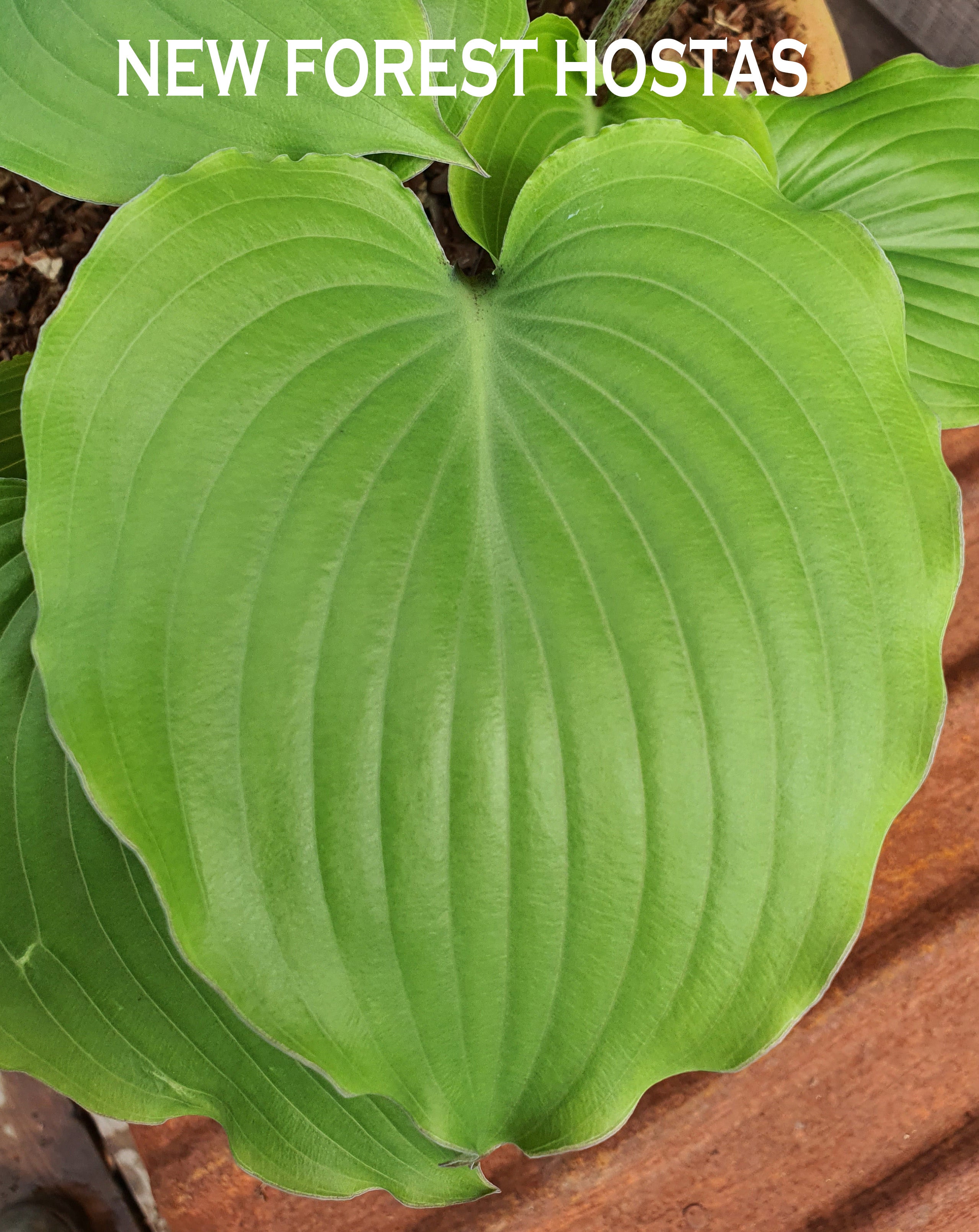 Hosta 'Marilyn Monroe' - New Forest Hostas & Hemerocallis