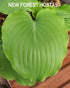 Hosta 'Marilyn Monroe' - New Forest Hostas & Hemerocallis