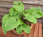 Hosta 'Marilyn Monroe' - New Forest Hostas & Hemerocallis