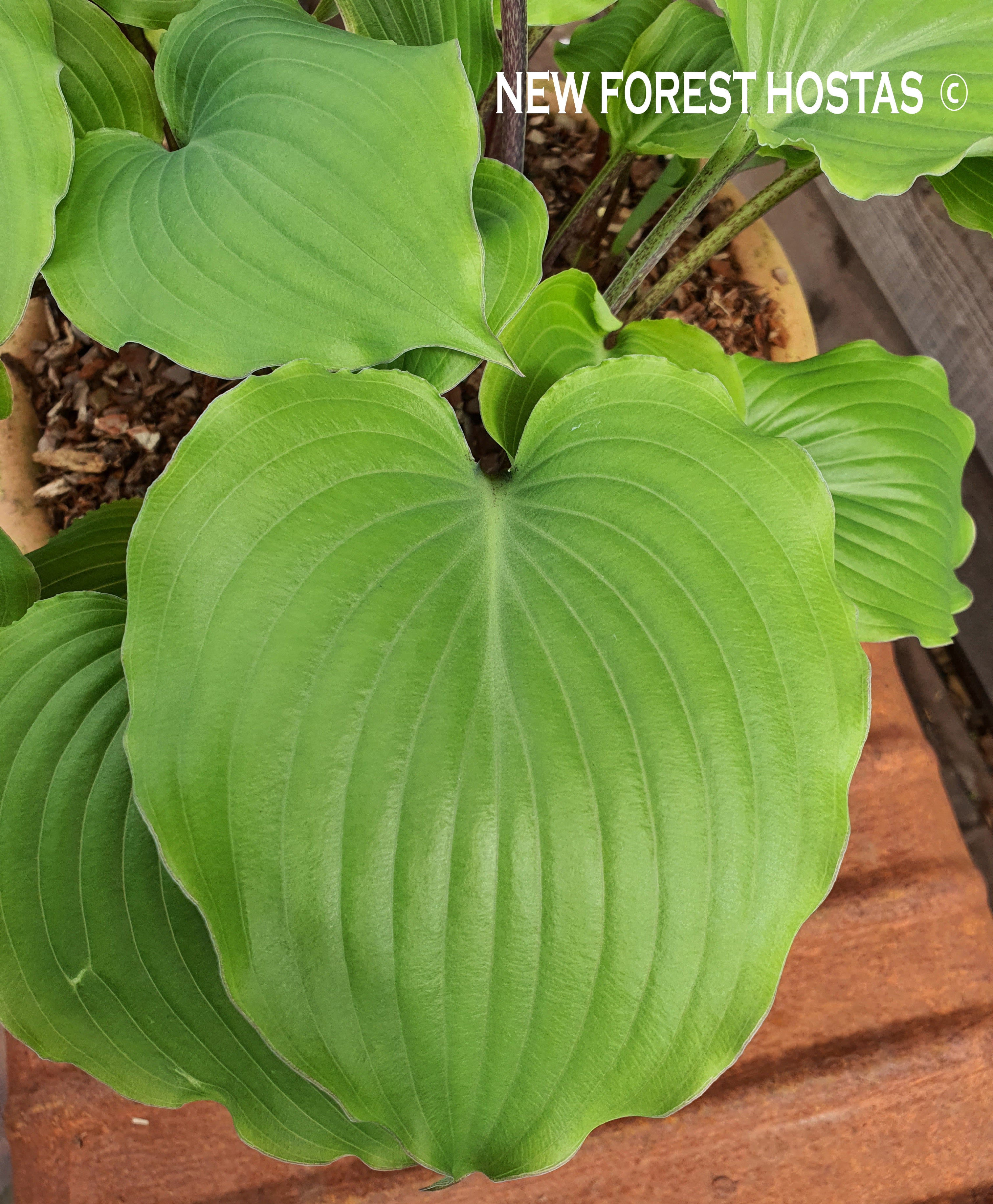 Hosta 'Marilyn Monroe' - New Forest Hostas & Hemerocallis
